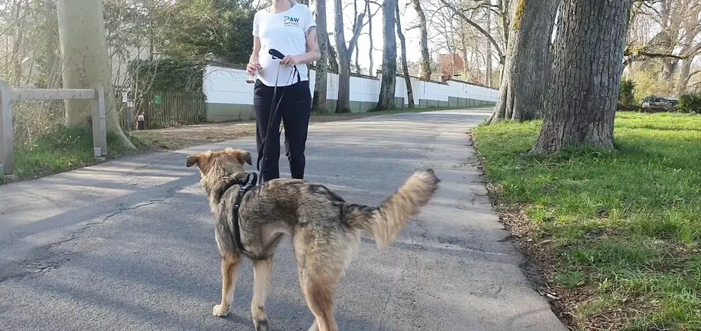 Dog Instincts - Hundetraining -Pension Bern