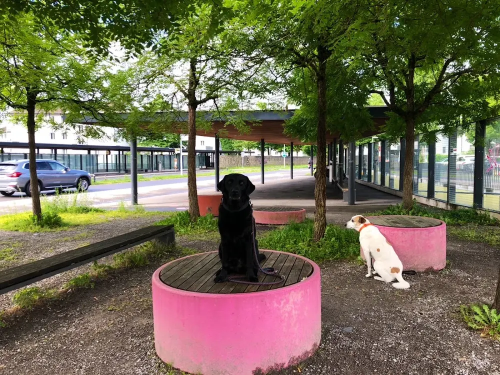 Hey Fluff Hundekurse Bern & Umgebung