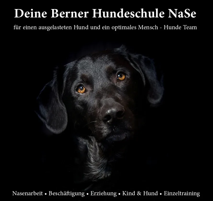 Hundeschule NaSe in Bern - Hundetraining
